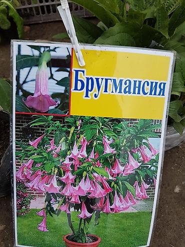 бругмансия: Платная доставка — 5