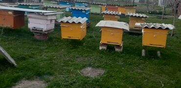 yeşik v Azərbaycan | DIGƏR KƏND TƏSƏRRÜFATI HEYVANLARI: Salam .20 yeşik arı ailəsi satılır.Yeşiklə 220 manata,yeşiksiz 170