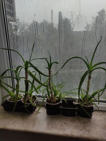 atatürk çiçeyi: Aloe vera dekorativ otaq bitkiləri – 3 ədəd Məhsul təsviri: -