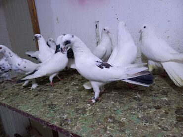 Göyərçinlər: Salam Aleykum qardaşlar 40 dene quşdu içində super uçan Quşlar var — 5