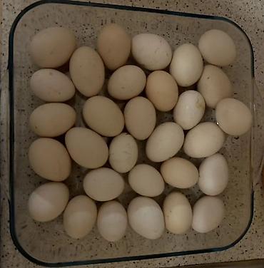 Яйца: Təzə kənd yumurtası dənəsi 0.30 qəpik - Tünd krem rəngli, orta ölçülü — 3