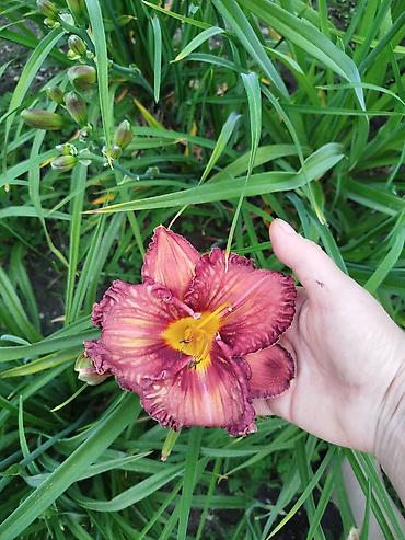 Гортензия: Саженцы — 10