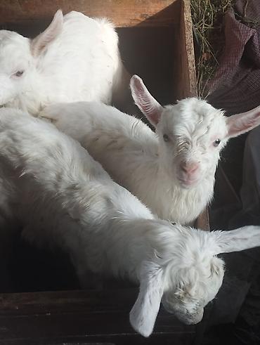 Козы, козлы: Продаю | Козёл (самец) | Для разведения | Племенные — 9