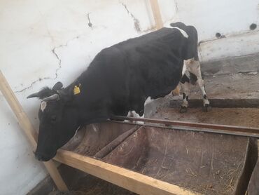 корова молоко литор 10: Продаю | Корова (самка) | На откорм, На забой, Для разведения | Стельные