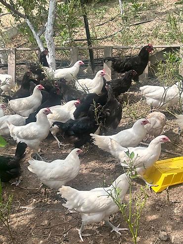 qala cinsi qoyun satilir: Salam tam saglam ag qara temiz cins 4 ay yarimliq avstralip colpalar — 4