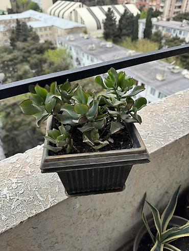torf satilir: Bitki satışı – Sansevieria (Qaynanadili), sukkulentlər və kaktuslar — 6