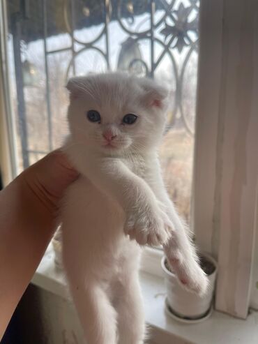 Продажа кошек: Продаются котята шотланской породы at lalafo.kg — 3 Продажа кошек: Продаются котята шотланской породы — 3
