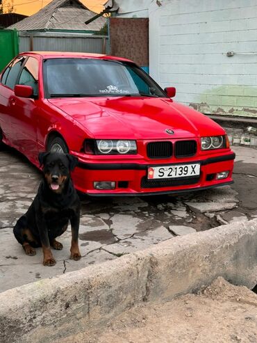 е36 бмв: BMW 325: 1992 г., 2.5 л, Механика, Бензин, Седан