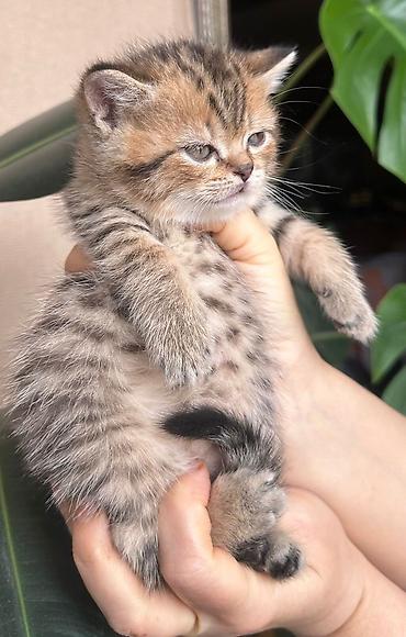 Pişiklər: Britan — 4