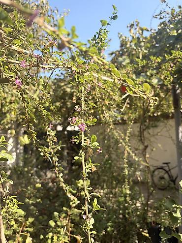 Şitillər: Goji giləmeyvəsi ştili (Lycium barbarum) 1 və 2 illik goji kolları — 11