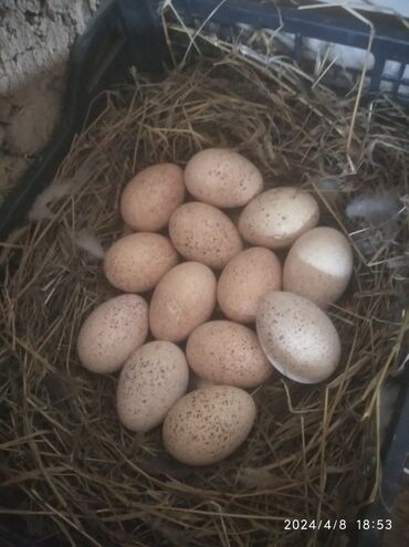 Птицы: Яйцо для инкубации 
индюшатый яйцо 
яйцо индюка