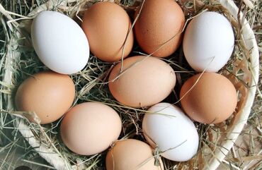 Молочные продукты и яйца: Продаю домашние куриные яйца