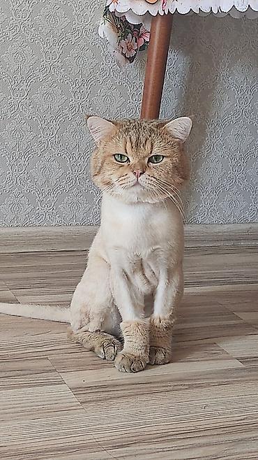 Животные: Британская, Самец — 4