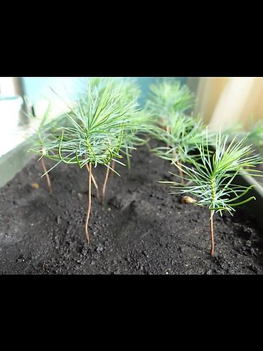 Ель: Семена голубой ели (ель колючая, Picea pungens, формы Blue/Glauca) В — 8