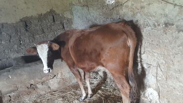 heyvanlara verilen adlar: Dana, buzov, Dişi, ay: 1, Damazlıq, Ünvandan götürmə