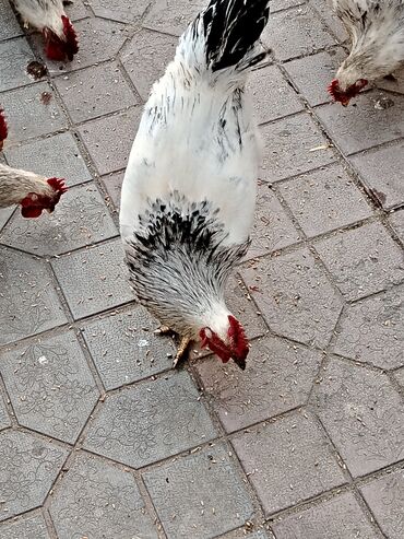 Xoruzlar: 10 ədəddir tam sağlam həyət heyvanlarıdi 8 ayligdilar diri çəkisi 2 — 1