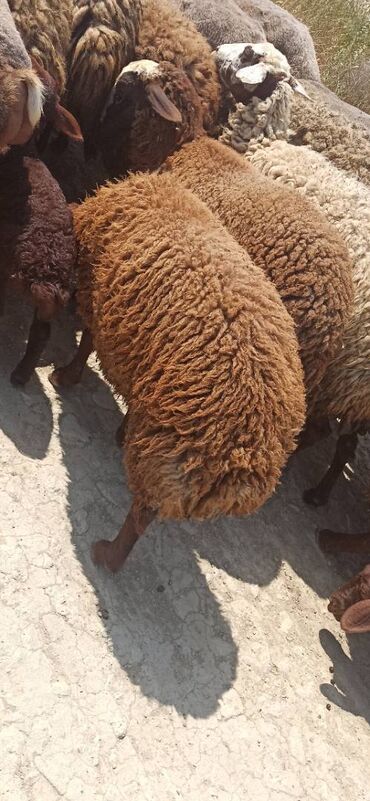 erkek qoyun: Erkək, Qala, il: 1, Ünvandan götürmə