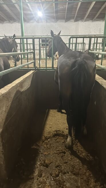 Лошади, кони: Продаю | Жеребенок, Кобыла (самка), Конь (самец) — 6