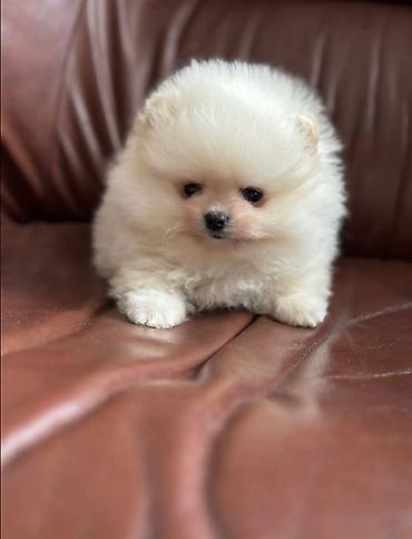 pomeranian mini: Şpitz, Erkək, Peyvəndli — 1