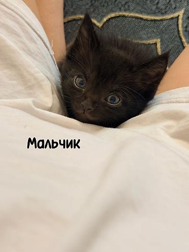 приют котят: Срочно ищем дом спасенным котятам, с нелегкой судьбой. Были выкинуты — 5
