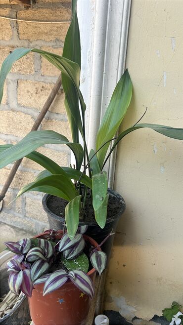 Otaq bitkiləri: Butun guleri endirimnen satiram ancag xanimlara satiw olur cox gul — 4