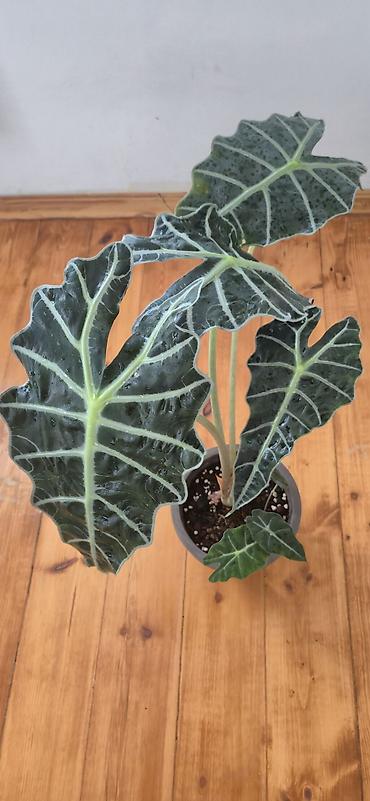 yaz gulleri sekilleri: Alocasia Polly. Böyük ölçü. 2 köklü. Bazar günü metro üstüne çatdırıla — 9