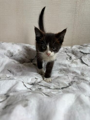 продажа щенков немецкой овчарки в бишкеке с документами: Нашли котенка Котёнок черно-белого окраса (тукседо) Отдаем в добрые
