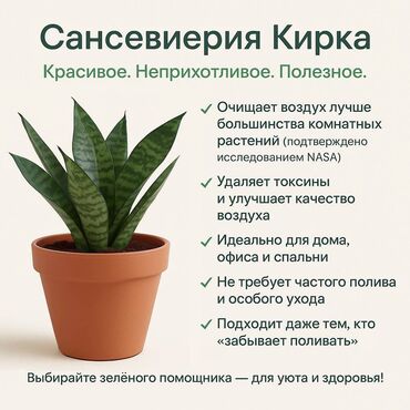 замиакулькас зензи: Очищает воздух лучше большинства комнатных растений — это доказано