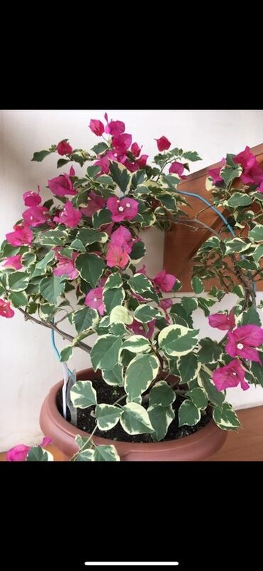 Бегонии: Бугенвиллия в горшке (разные окраски прицветников) - Вид — 5