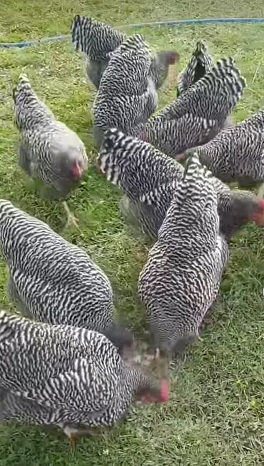 qurbanlıq qoyun qiymətləri 2025: Toyuq, Australorp, Yumurtalıq, Pulsuz çatdırılma