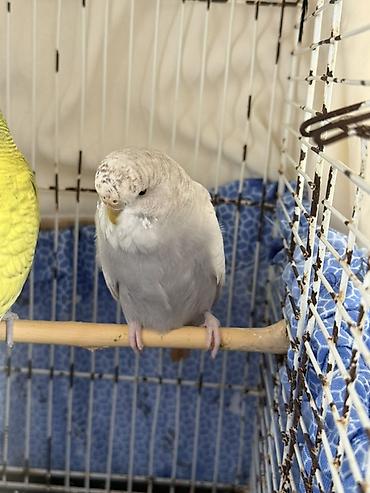попугай ара цена: Cute haxir cex quslar 1illik -20azn 1,5 illik-25azn iri quşlardı ve — 9