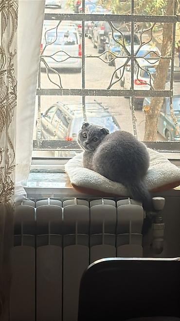 Кошки: Шотландская вислоухая — 2