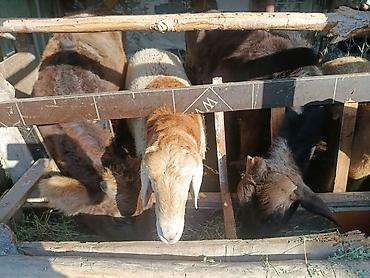 Козы, козлы: Продаю | Овца (самка) | Полукровка | Для разведения — 2
