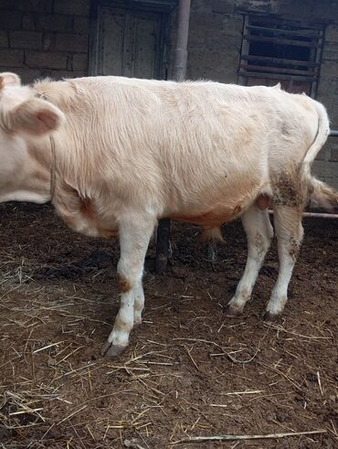 bmw 1 серия 130i at: Dana, buzov, Erkək, ay: 8, Damazlıq, Ünvandan götürmə