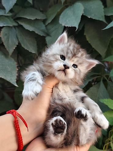 кошка породы мейн кун: Котята мейн-кун!!!❤️❤️💙 Истинная красота рождается там, где природа — 6