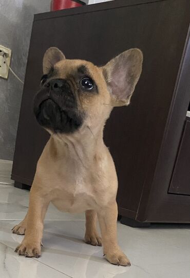 psi mesanci slike: Smeđi francuski buldog sa crnom maskom. Ovaj mali pas ima