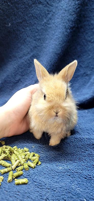 Декоративные кролики: Продаются декоративные крольчата, милые малыши с очень красивыми — 16