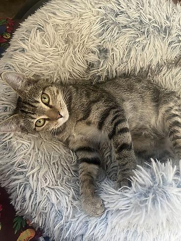 Продажа кошек: 🏡 КОТЯТА ИЩУТ ДОМ! 🐾❤️ Два замечательных малыша — чёрный котик и — 22