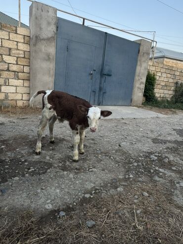 Akvarium aksessuar və ləvazimatları: 1 həftəlik erkək simmental buzov satılır. Tər-təmiz simmental
