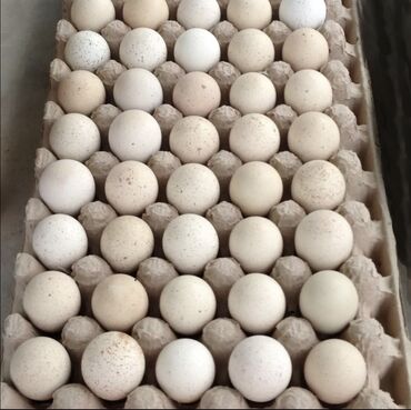 bildirçin yumurtası satilir v Azərbaycan | TOYUQLAR, XORUZLAR: Bildircin Gambel Yumurtasi Satilir