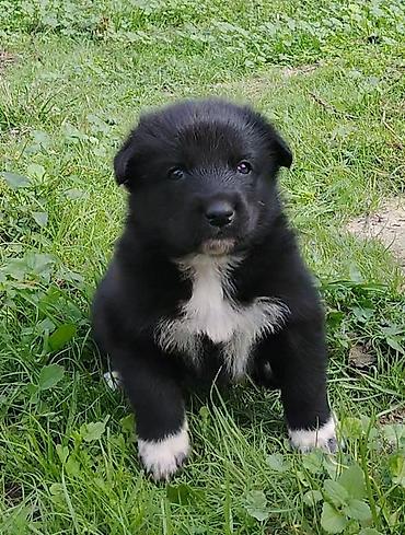 qurdbasar it: Samoyed, 1 ay, Erkək, Ünvandan götürmə — 1