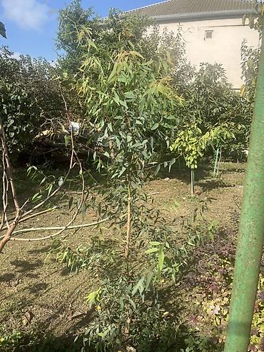 demir agac: Məhsul: Ekalipt ağacı (Eucalyptus) Təsvir: - Hündürlüyü təxminən — 3
