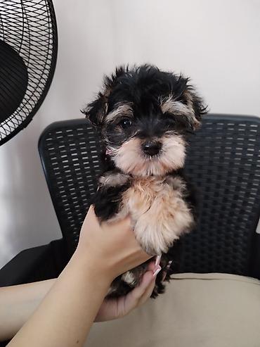 Dogs: MORKI Štene mini rase staro 7 nedelja (ocisceno pd parazita dok vama — 5
