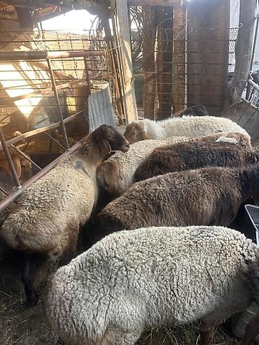 Продам с/х животных: Продаю | Овца (самка), Баран (самец) | На забой, Для разведения, Для шерсти — 9