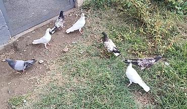 tap.az heyvanlar itler: Salam olsun herkese qardaşlar gördüyünüz qusdarin hamısı baladır 7 — 2