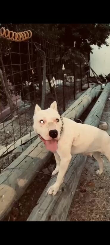 İtlər: Pitbul, 2 il, Dişi, Peyvəndli, Ünvandan götürmə