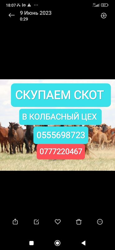 купить коврик для мыши в бишкеке: Куплю | Коровы, быки, Лошади, кони | Круглосуточно, Любое состояние, Забитый