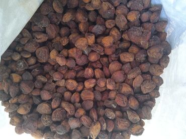 шайн мускат купить саженцы: Көчөттөр : Кара өрүк, Акылуу жеткирүү