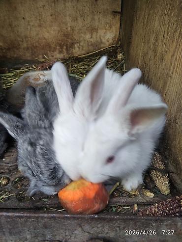 Кролики: Продаю | Крольчата — 3