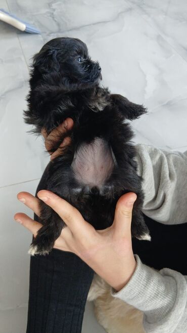 İtlər: Malta bolonka, 2 ay, Ünvandan götürmə, Pulsuz çatdırılma, Ödənişli çatdırılma — 7